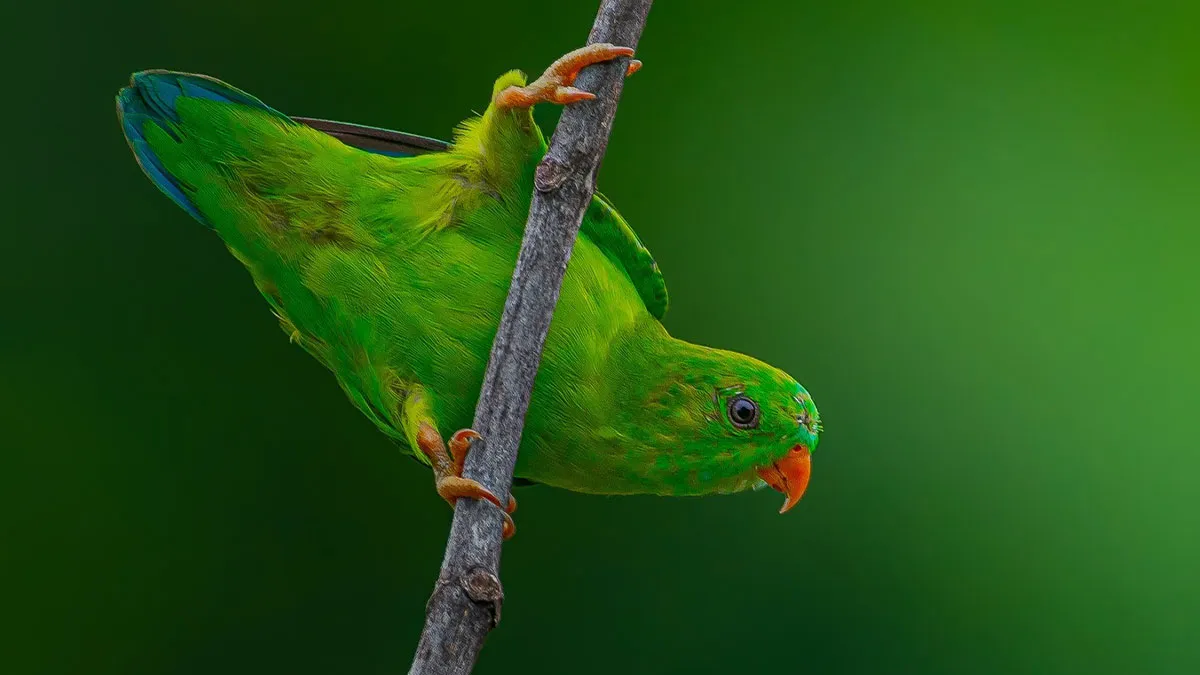 This Photographer Takes Beautiful Close-Up Photos Of Wildlife (27 New Pics)