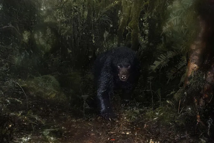 1st Place In The Category Of Animals: "God In The Shadows" By Santiago J. Monroy García
