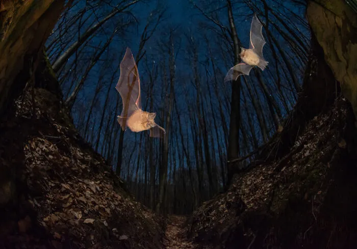2nd Place In The Category Of Animals: "Moonlight" By Imre Potyó