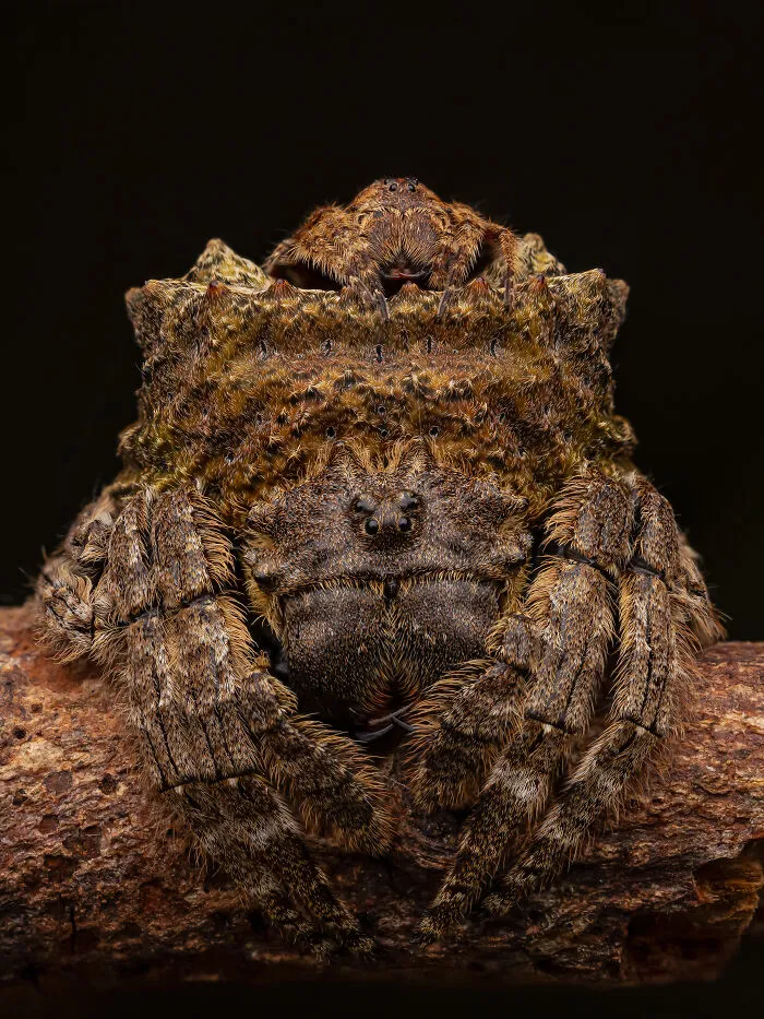 3rd Place In The Category Of Arachnids: "Crazy In Love" By Artur Tomaszek