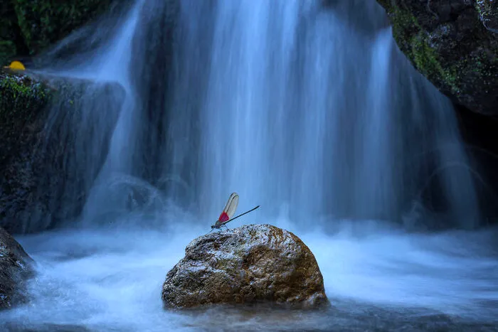 1st Place In The Category Of Butterflies & Dragonflies: "Damselfly By The Waterfall" By Yong Miao