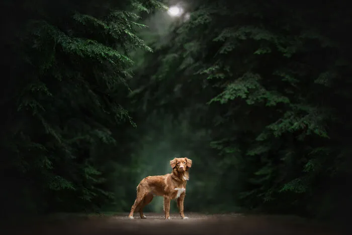 Stunning dog standing in a lush green forest captured by a dog photographer in 2024.