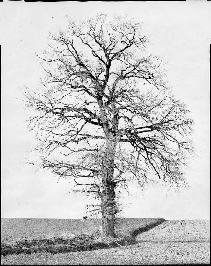 1st Place In Nature: "Local Trees" By Dominik Gottwald
