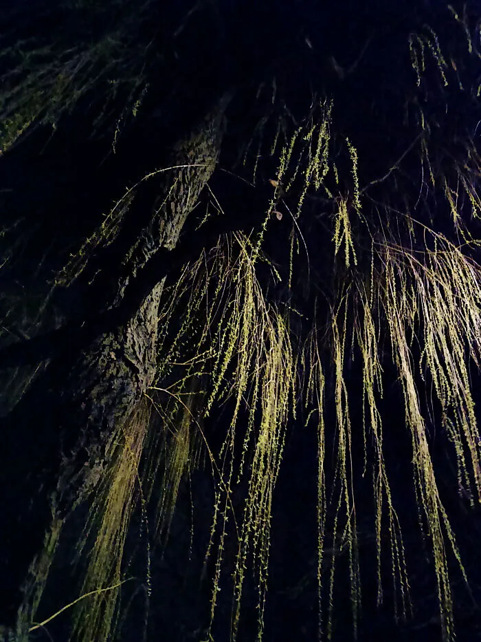 Weeping Willow