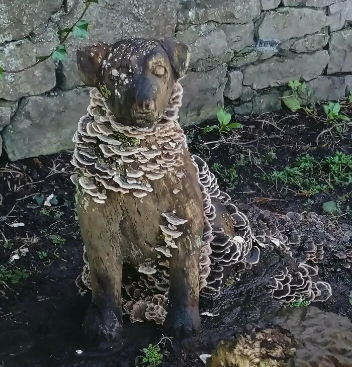 30 Of The Most Bizarre Things Seen In People’s Gardens And Yards (New Pics)