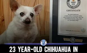 50 Times Animals Were So Unintentionally Hilarious, They Were Turned Into Memes (New Pics)
