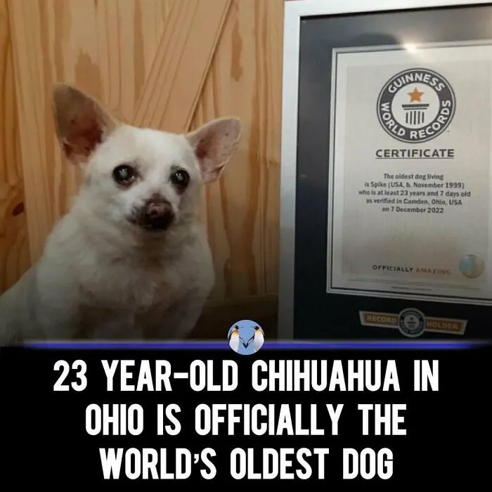 Funny-Relatable-Ig-Animal-Memes