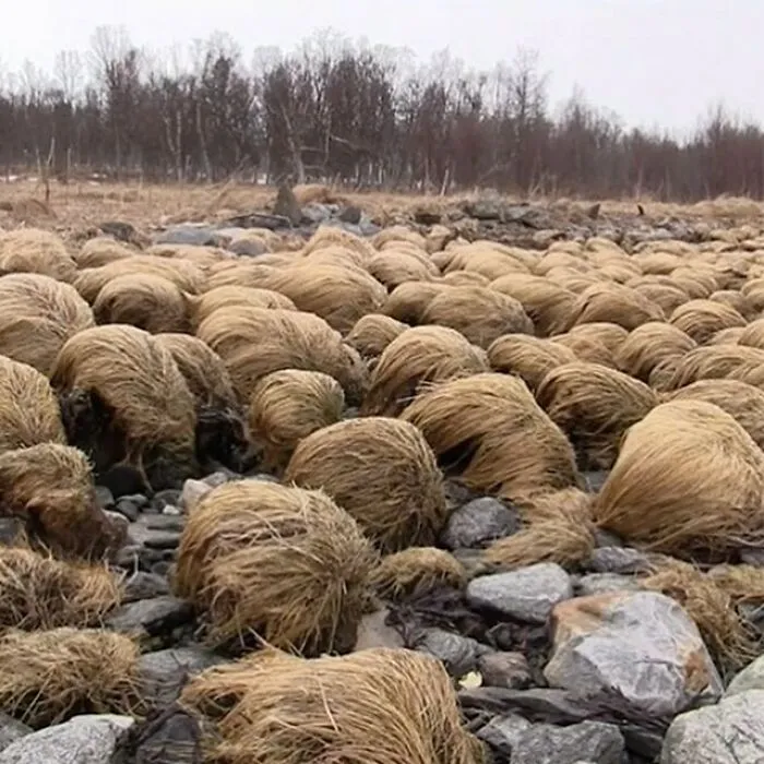 30 Of The Most Bizarre Things Seen In People’s Gardens And Yards (New Pics)