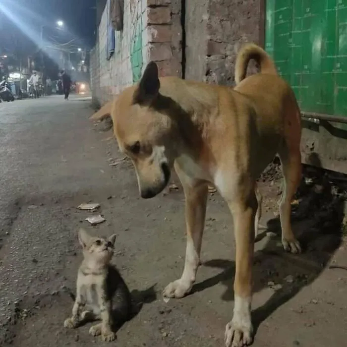 30 Absurd Images That Might Leave You Wondering What’s Going On (New Pics)