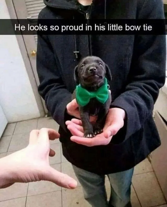 50 Adorable Memes That Prove Dogs Are From A Whole Other Planet