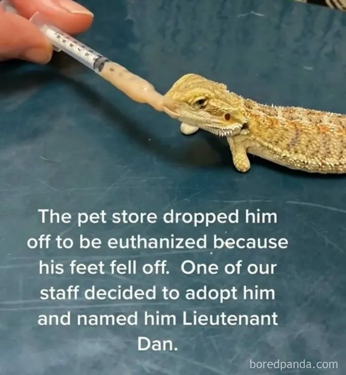 50 Times Animals Were So Unintentionally Hilarious, They Were Turned Into Memes (New Pics)