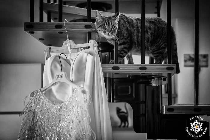 The Cat Knows Secrets About The Dress By Barbara Fabri