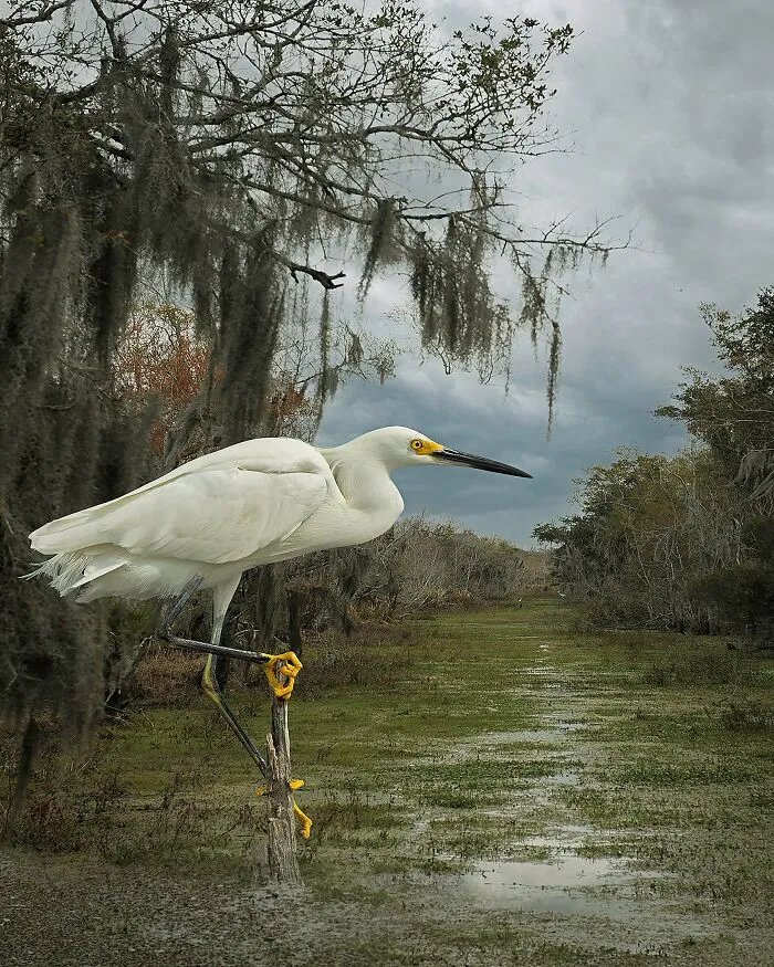 Gold In Special/Digitally Enhanced, 1st Place Winner In Special: "For The Love Of Nature" By Cheryl Medow