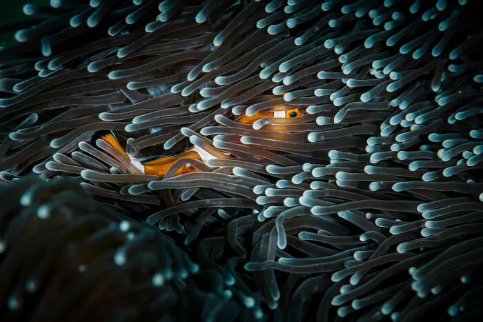 Amateur/Student Gold In Nature/Underwater, 1st Place Winner In Nature: "Lights Will Guide You Home" By Fadil Tally