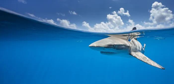 Amateur/Student Gold In Nature/Panoramic, 2nd Place Winner In Nature: "On Patrol" By Marko Dimitrijevic