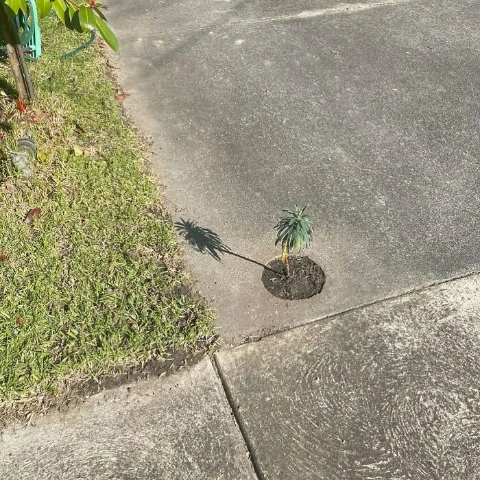 30 Of The Most Bizarre Things Seen In People’s Gardens And Yards (New Pics)