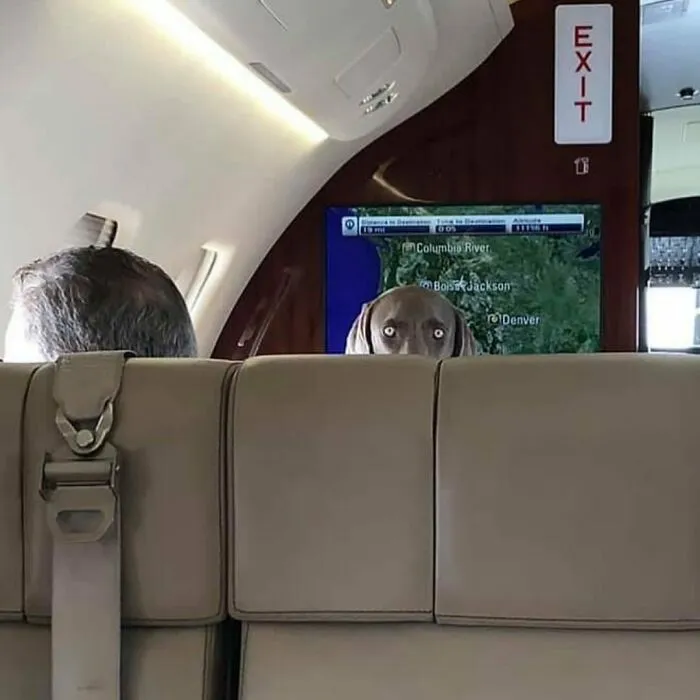 30 Absurd Images That Might Leave You Wondering What’s Going On (New Pics)
