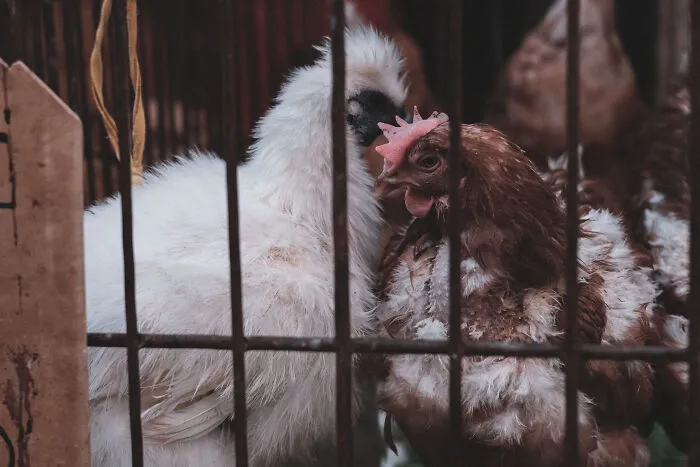 21 Photos I Took To Show The Authentic Side Of A Farmers’ Market In China