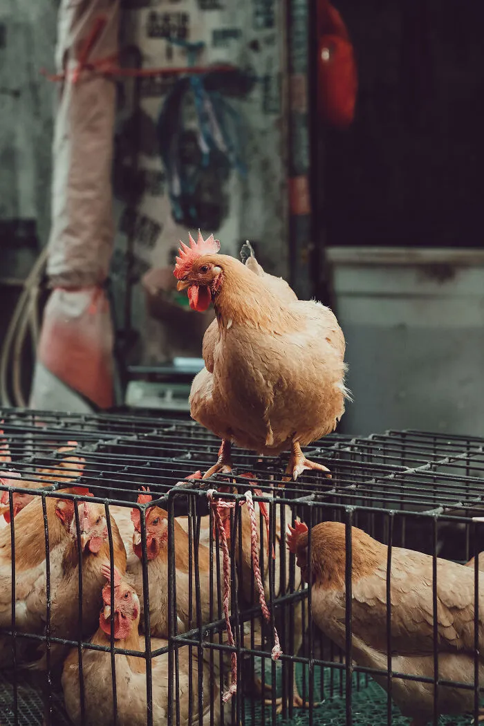 21 Photos I Took To Show The Authentic Side Of A Farmers’ Market In China