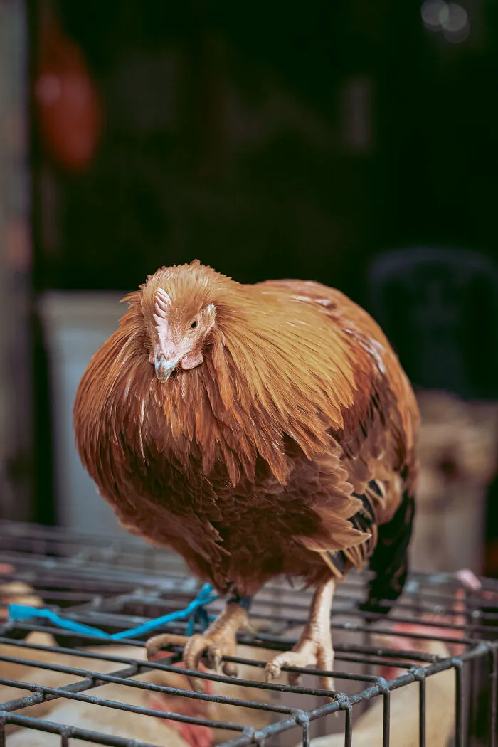 21 Photos I Took To Show The Authentic Side Of A Farmers’ Market In China