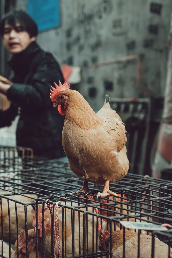 21 Photos I Took To Show The Authentic Side Of A Farmers’ Market In China