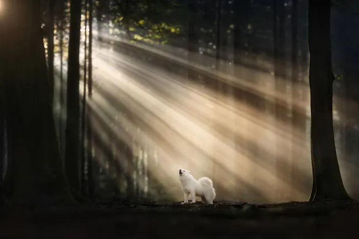 Echo Of Light