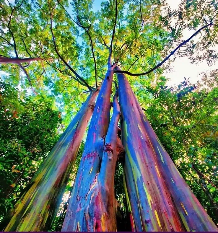 Rainbow Eucalyptus