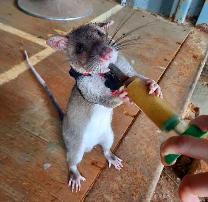 I Train These Clever Creatures To Save Victims Trapped In Collapsed Buildings After Earthquakes