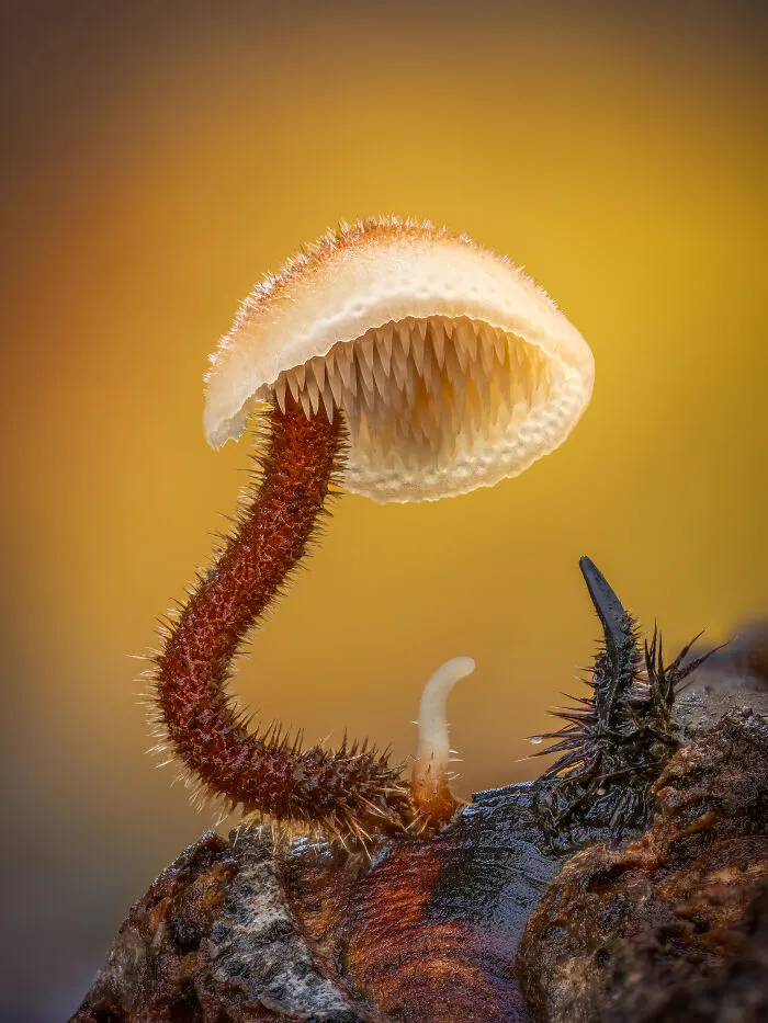1st Place In The Category Of Fungi & Slime Moulds: "Ear-Pick Fungus" By Barry Webb