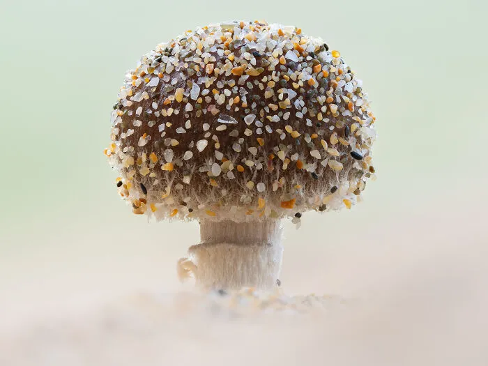 3rd Place In The Category Of Fungi & Slime Moulds: "Sandy Mushroom" By Jamie Spensley