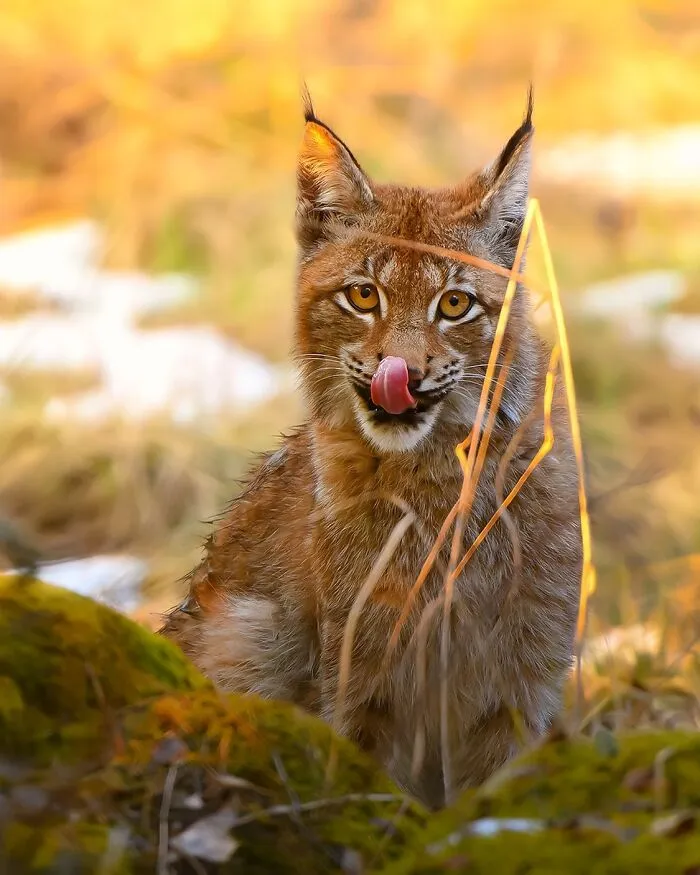30 Beautiful Wildlife Photographs By Finnish Photographer Ossi Saarinen (New Pics)