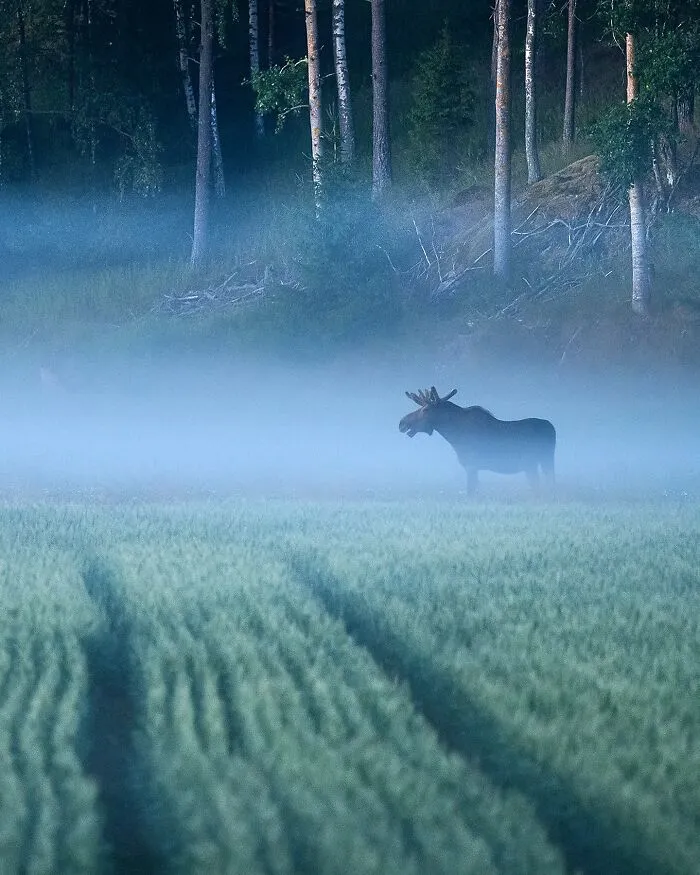 30 Beautiful Wildlife Photographs By Finnish Photographer Ossi Saarinen (New Pics)