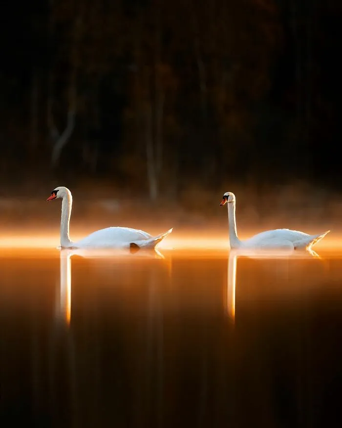 30 Beautiful Wildlife Photographs By Finnish Photographer Ossi Saarinen (New Pics)