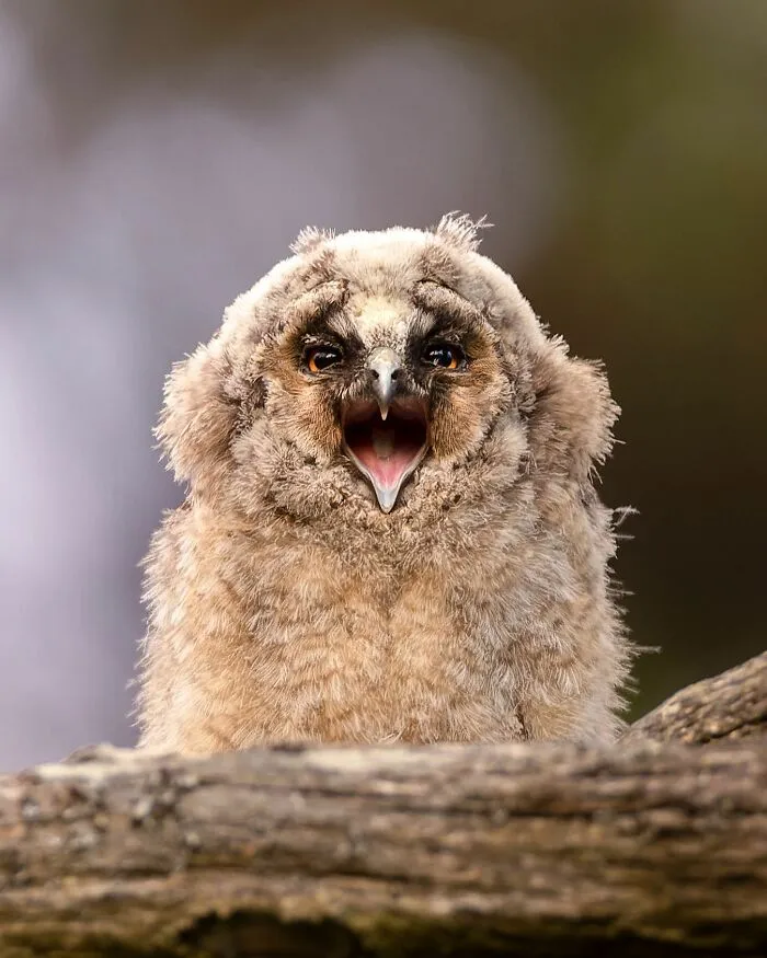 30 Beautiful Wildlife Photographs By Finnish Photographer Ossi Saarinen (New Pics)