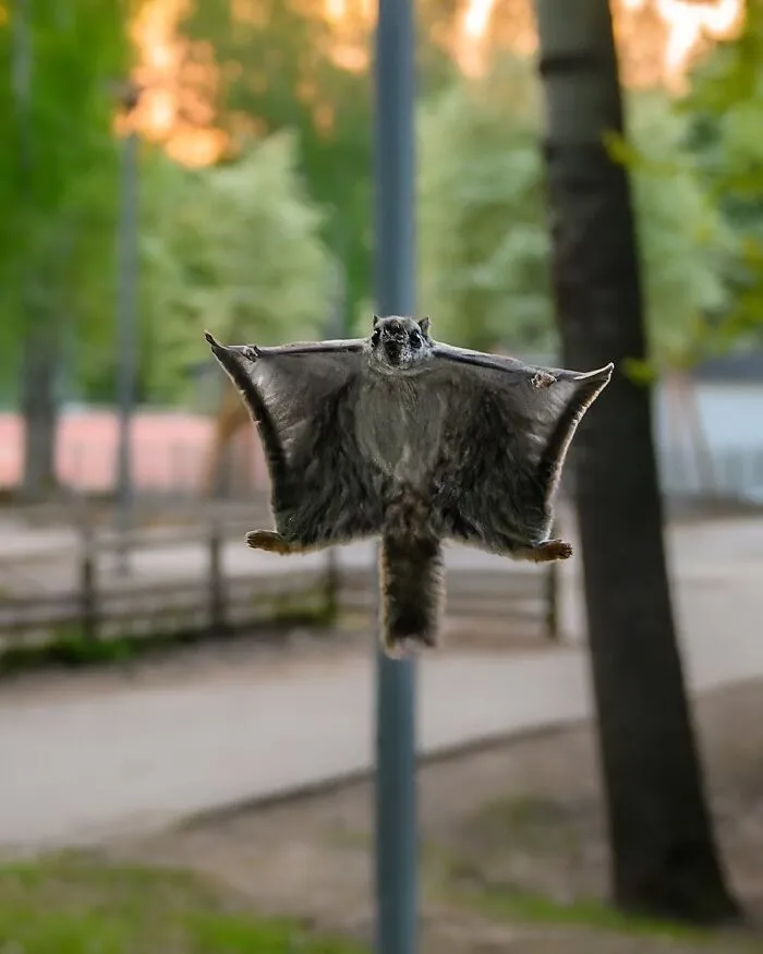 30 Beautiful Wildlife Photographs By Finnish Photographer Ossi Saarinen (New Pics)