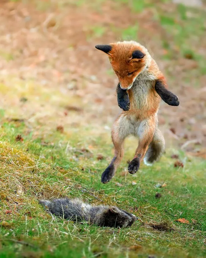 30 Beautiful Wildlife Photographs By Finnish Photographer Ossi Saarinen (New Pics)