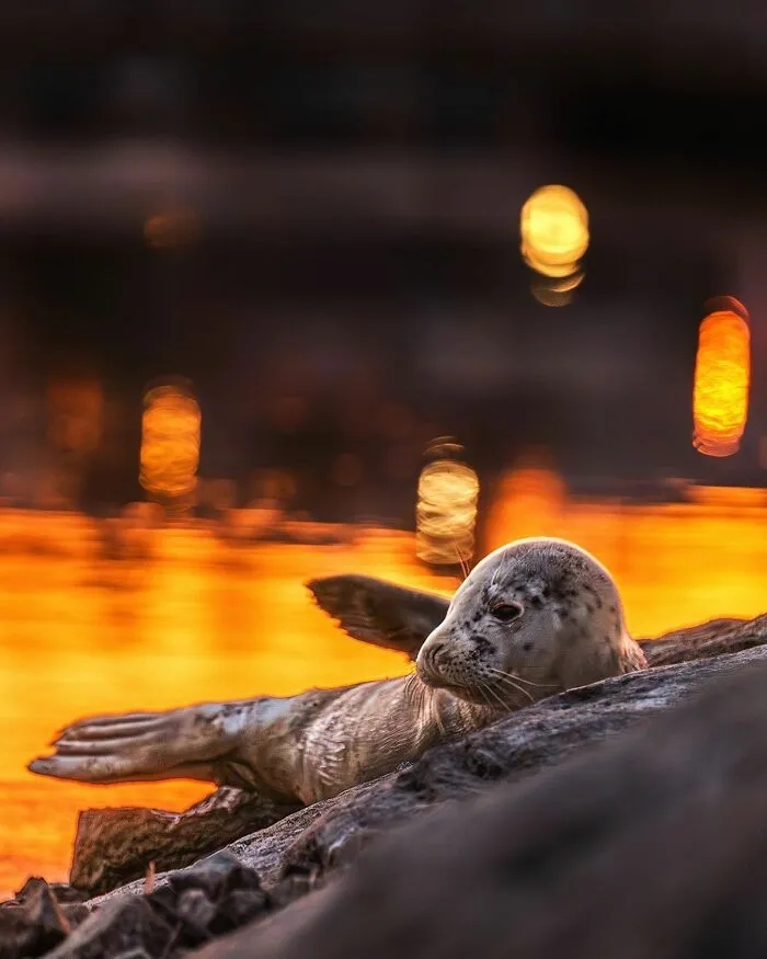 30 Beautiful Wildlife Photographs By Finnish Photographer Ossi Saarinen (New Pics)