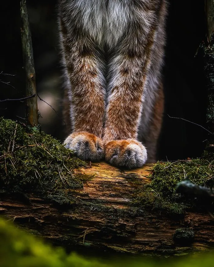 30 Beautiful Wildlife Photographs By Finnish Photographer Ossi Saarinen (New Pics)