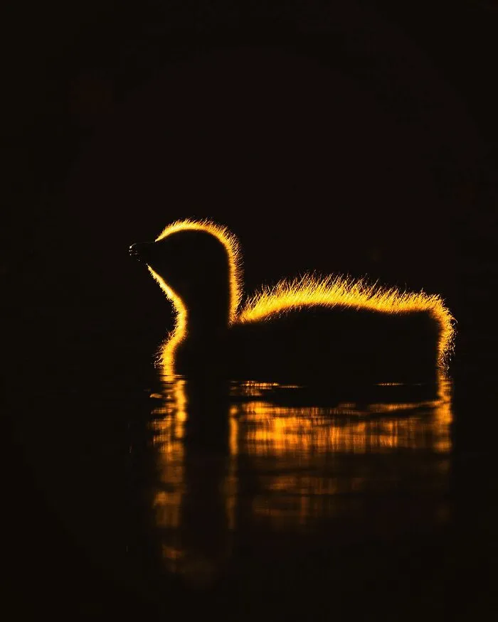 30 Beautiful Wildlife Photographs By Finnish Photographer Ossi Saarinen (New Pics)