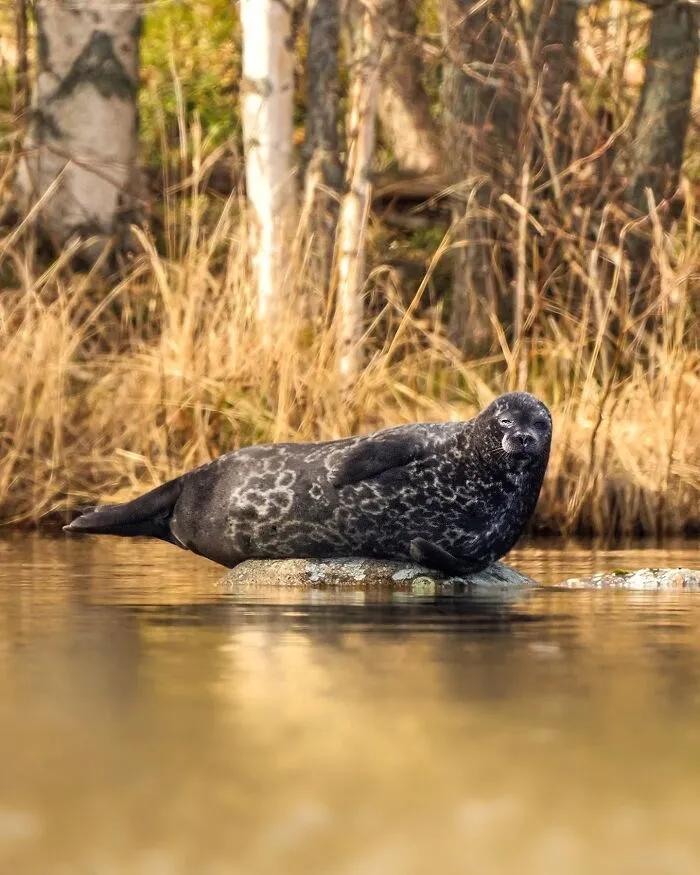 30 Beautiful Wildlife Photographs By Finnish Photographer Ossi Saarinen (New Pics)