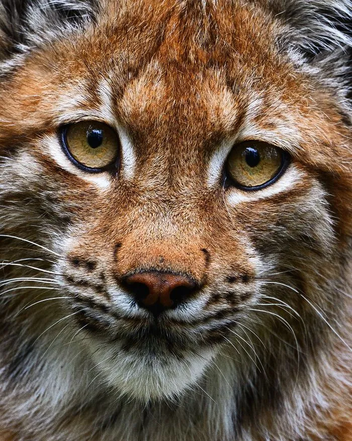 30 Beautiful Wildlife Photographs By Finnish Photographer Ossi Saarinen (New Pics)