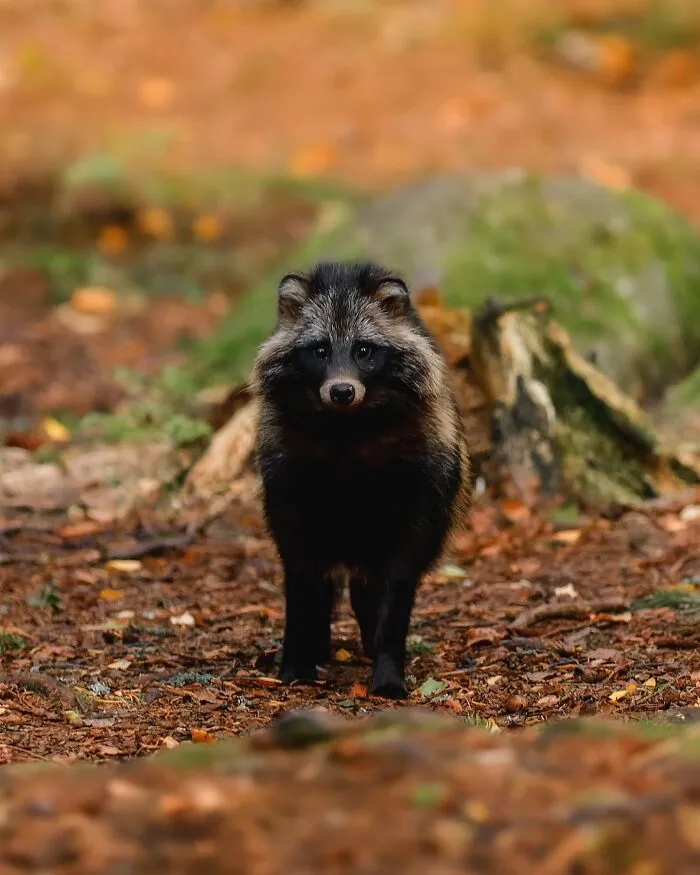 30 Beautiful Wildlife Photographs By Finnish Photographer Ossi Saarinen (New Pics)