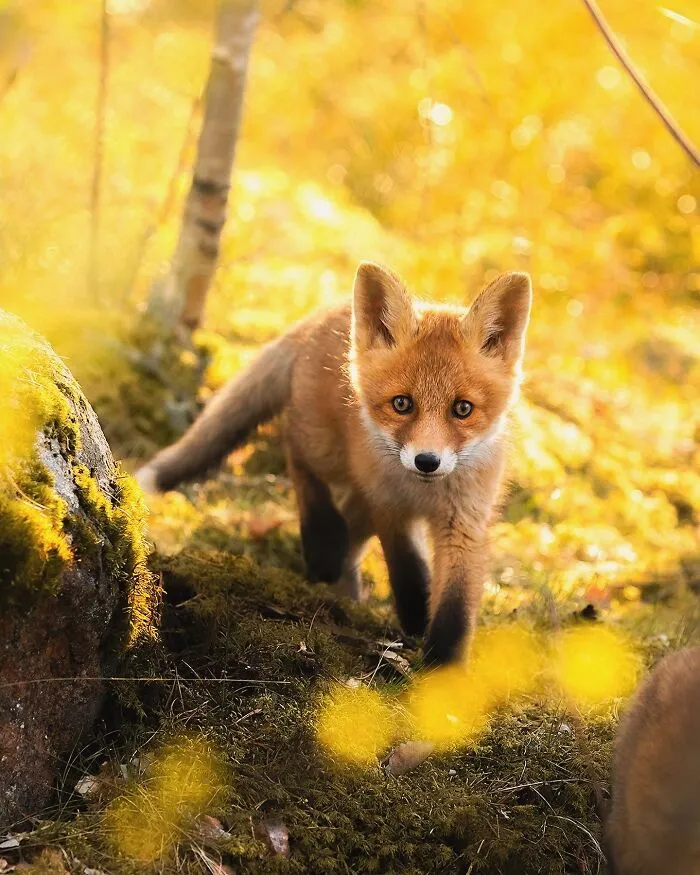 30 Beautiful Wildlife Photographs By Finnish Photographer Ossi Saarinen (New Pics)