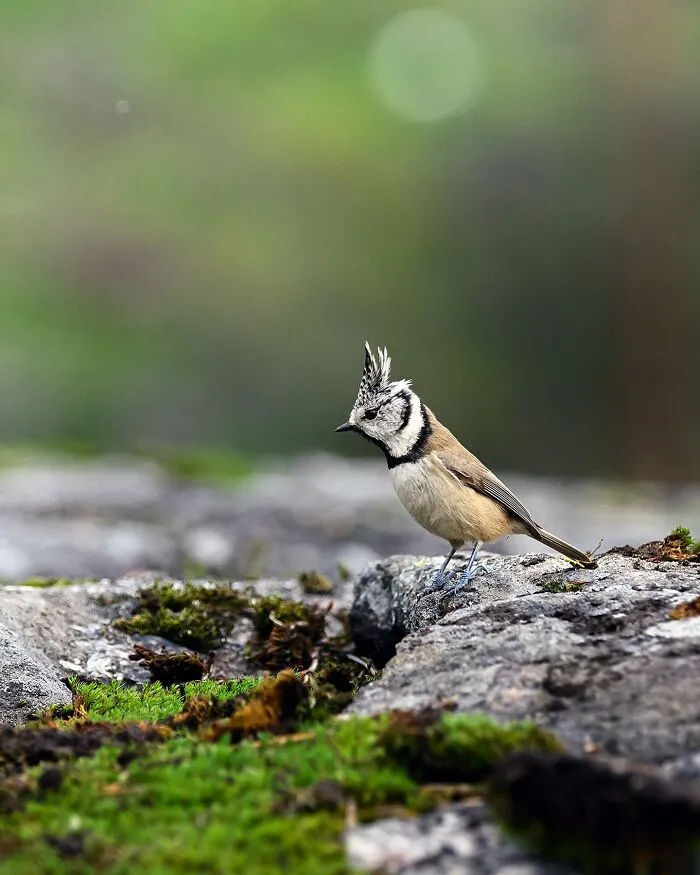 30 Beautiful Wildlife Photographs By Finnish Photographer Ossi Saarinen (New Pics)