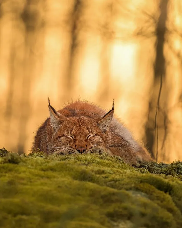 30 Beautiful Wildlife Photographs By Finnish Photographer Ossi Saarinen (New Pics)