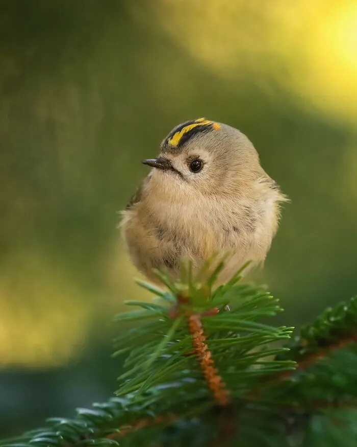 30 Beautiful Wildlife Photographs By Finnish Photographer Ossi Saarinen (New Pics)
