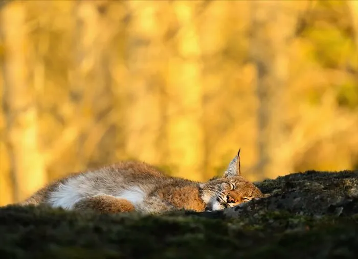 30 Beautiful Wildlife Photographs By Finnish Photographer Ossi Saarinen (New Pics)