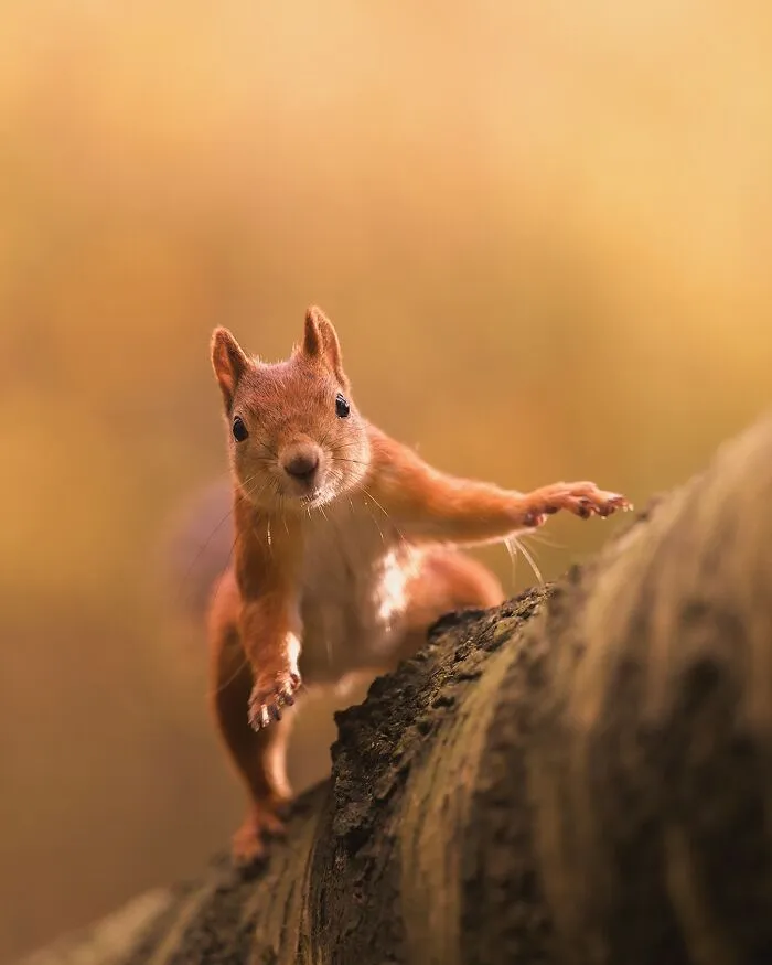 30 Beautiful Wildlife Photographs By Finnish Photographer Ossi Saarinen (New Pics)