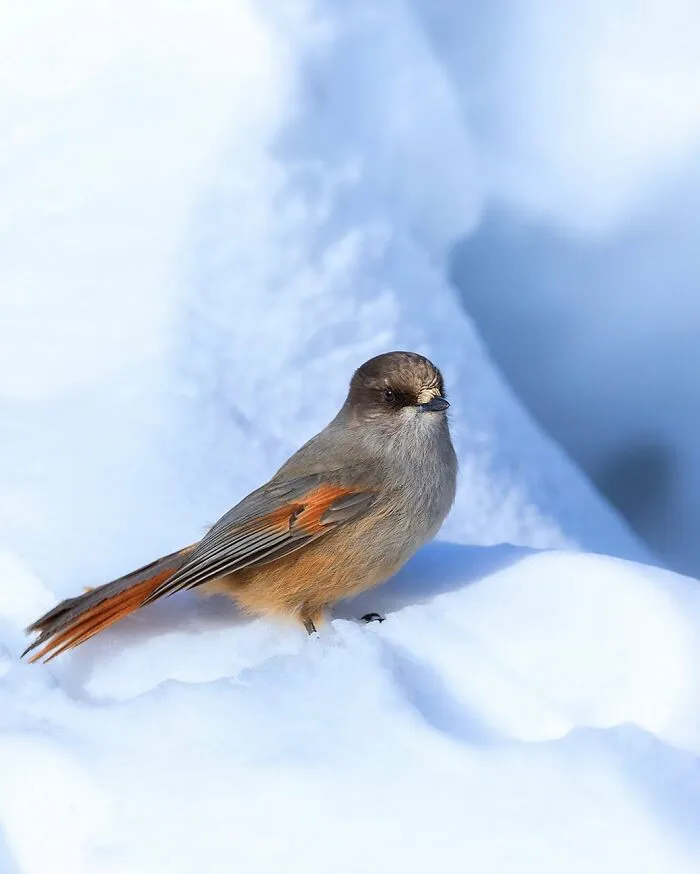 30 Beautiful Wildlife Photographs By Finnish Photographer Ossi Saarinen (New Pics)