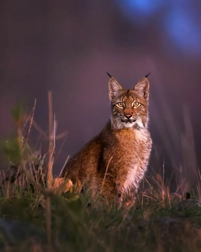 30 Beautiful Wildlife Photographs By Finnish Photographer Ossi Saarinen (New Pics)